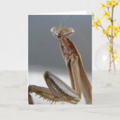 Mantis Insekt beten Karte (Gelbe Blume)