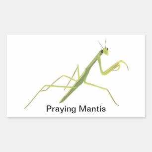 Mantis Insekt Painting Stickers beten