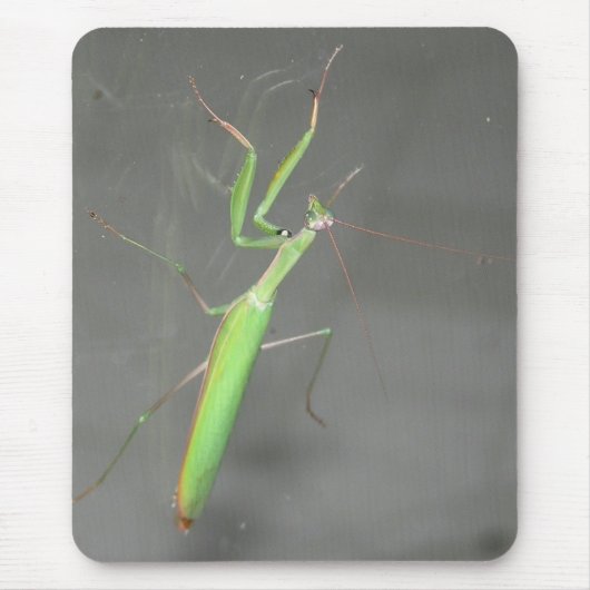 Mantis Mousepad Plus (Vorne)