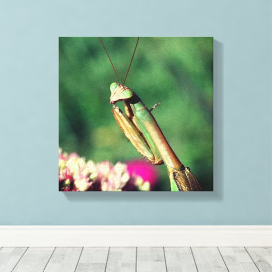 Mantis Nah beten Leinwanddruck (Insitu (Holzboden))