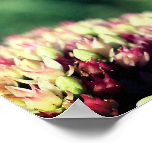 Mantis Nah beten Poster (Ecke)