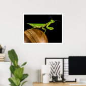 Mantis Nah-up beten Poster (Heimbüro)