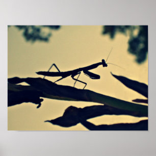 Mantis. Poster
