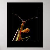 Mantis Poster (Vorne)