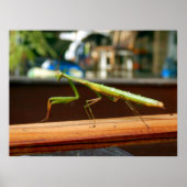 Mantis Poster beten (Vorne)