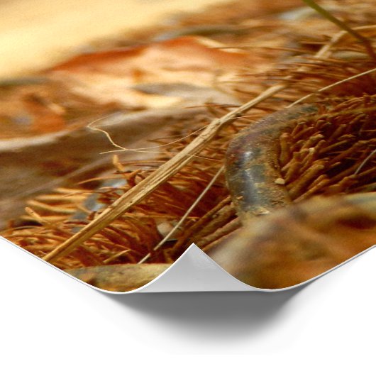 Mantis Poster beten (Ecke)