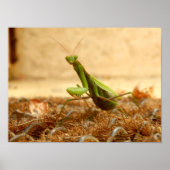 Mantis Poster beten (Vorne)
