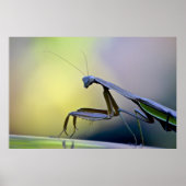 Mantis Poster beten (Vorne)