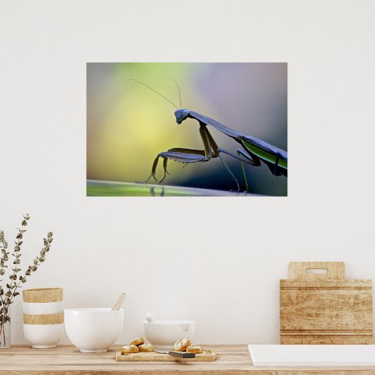 Mantis Poster beten (Küche)