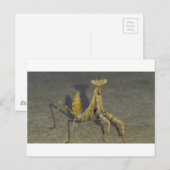 Mantis Postkarte (Vorne/Hinten)