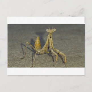 Mantis Postkarte