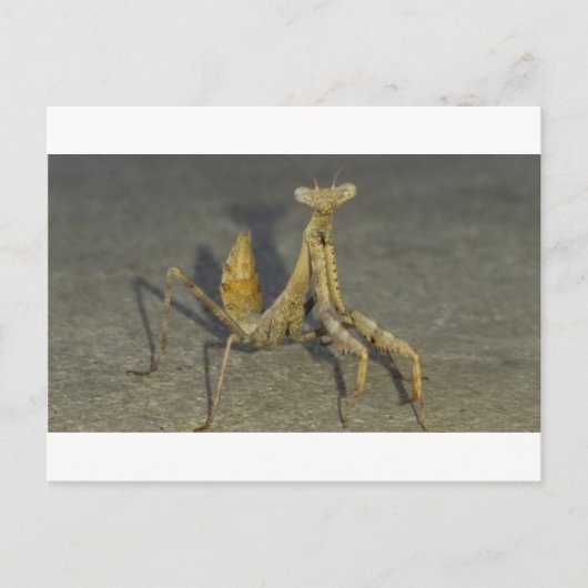 Mantis Postkarte (Vorderseite)