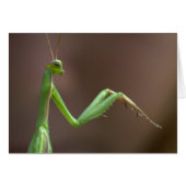 Mantis religiosa (Vorderseite (Horizontal))