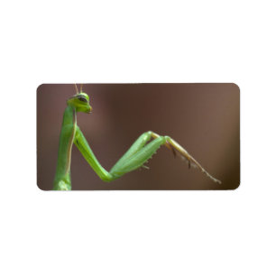 Mantis religiosa adressaufkleber