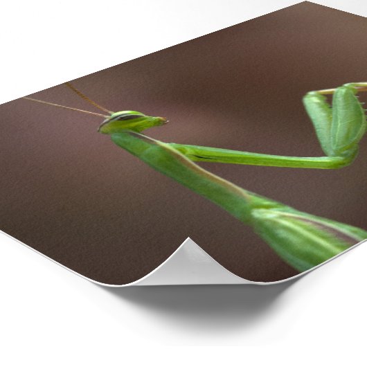 Mantis religiosa poster (Ecke)