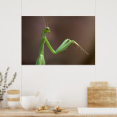 Mantis religiosa poster (Küche)