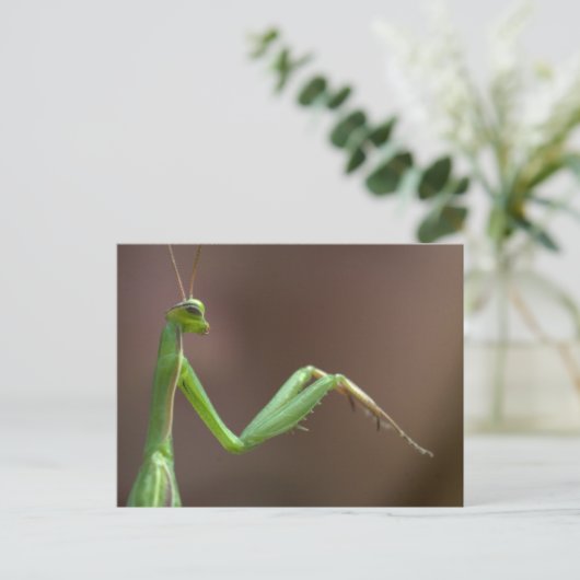 Mantis religiosa postkarte (Stehend Vorderseite)