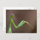 Mantis religiosa postkarte (Vorne/Hinten)
