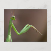 Mantis religiosa postkarte (Vorderseite)