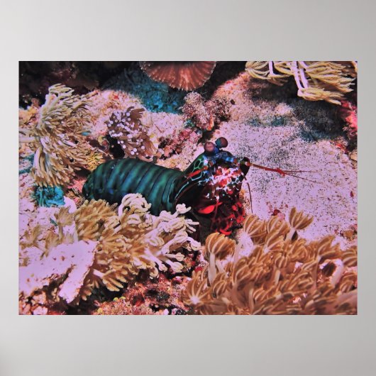 Mantis Shrimp im Koral Poster (Vorne)