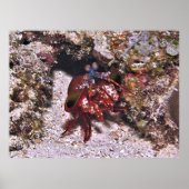 Mantis Shrimp Poster (Vorne)