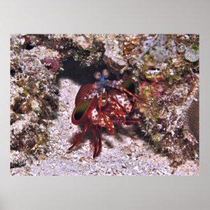 Mantis Shrimp Poster