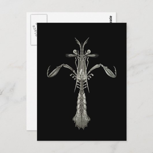 Mantis Shrimp Postkarte (Vorne/Hinten)