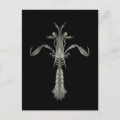 Mantis Shrimp Postkarte (Vorderseite)