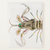 Mantis Shrimp, Stomatopod, James Ellsworth De Kay, Planer (Rückseite)