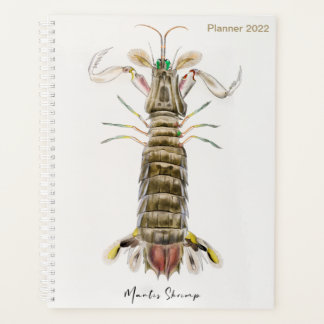 Mantis Shrimp, Stomatopod, James Ellsworth De Kay, Planer