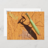 Mantis-Silhouette beten Postkarte (Vorne/Hinten)