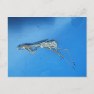 Mantis Skin ~ Postcard Postkarte