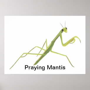 Mantis zum Malen von benutzerdefinierten Postern Poster