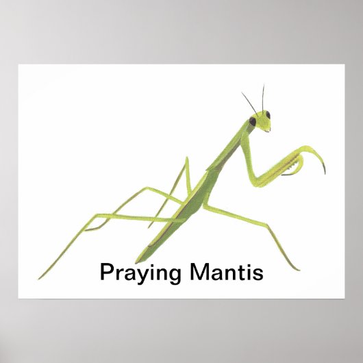 Mantis zum Malen von benutzerdefinierten Postern Poster (Vorne)
