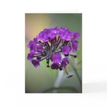 Mantis zum Prachen, Karte