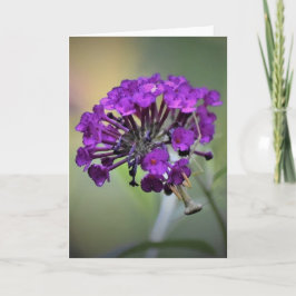 Mantis zum Prachen, Karte