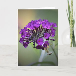 Mantis zum Prachen, Karte