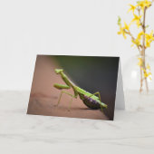 Mantis zum Prachen, Karte (Gelbe Blume)