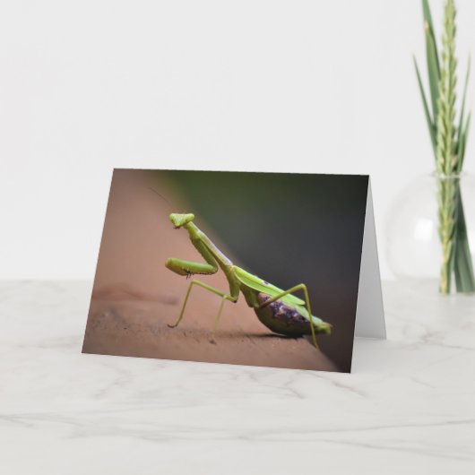 Mantis zum Prachen, Karte (Vorderseite)