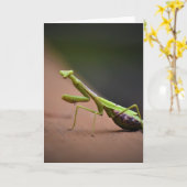 Mantis zum Prachen, Karte (Gelbe Blume)