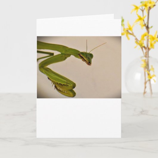 Mantis zum Prachen, Karte (Gelbe Blume)