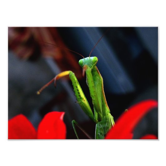 Mantitis Fotodruck (Vorne)