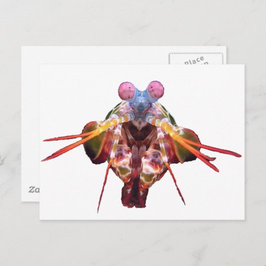 Mantitis Postkarte (Vorne/Hinten)