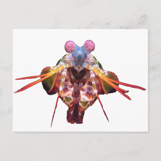 Mantitis Postkarte (Vorderseite)