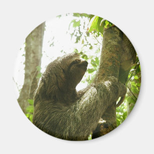 Manuel Antonio Magnet