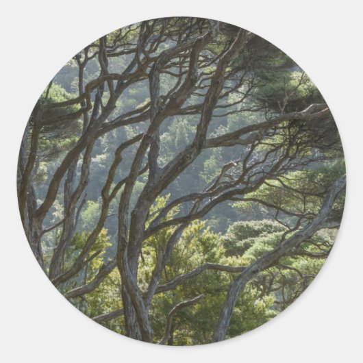 Manuka-Baumwald Neuseeland Runder Aufkleber (Vorderseite)