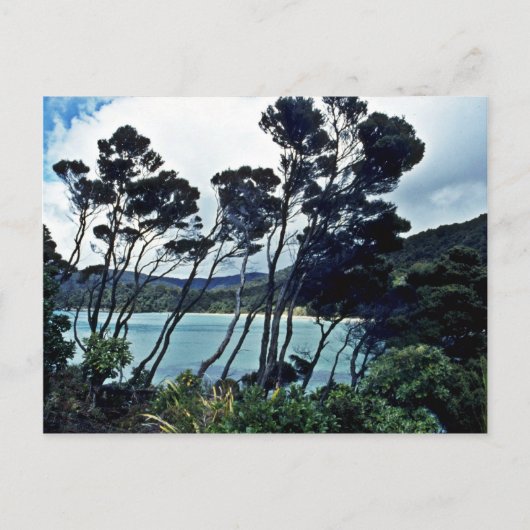 Manuka Shrubs and Beach, Stewart Island Postkarte (Vorderseite)