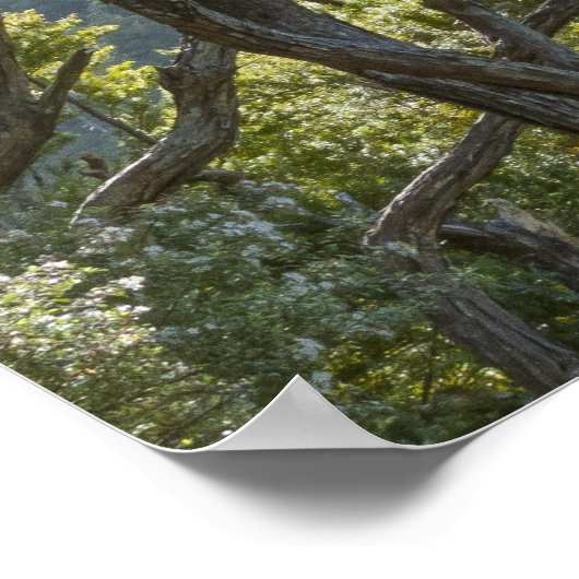 Manuka Tree Forest Neuseeland Poster (Ecke)