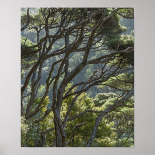 Manuka Tree Forest Neuseeland Poster