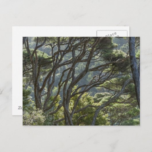 Manuka Tree Forest Neuseeland Postkarte (Vorne/Hinten)
